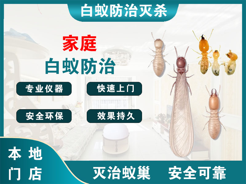 江阴家庭白蚁防治