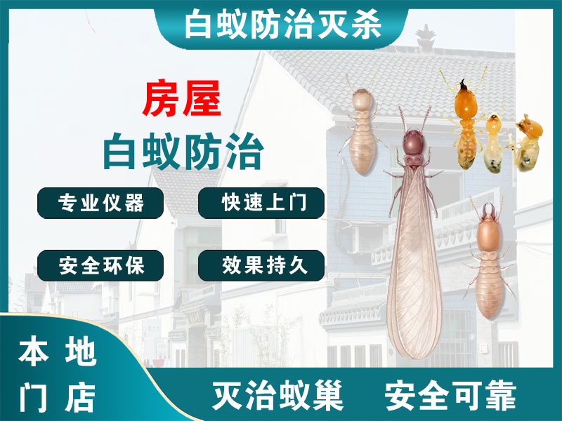 江阴房屋白蚁防治